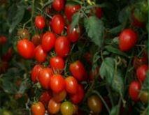 Tomato, Red Grape