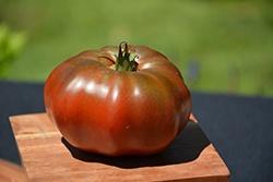 Tomato, Black Krim