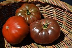 Tomato, Cherokee Purple