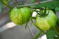 Tomato, Green Zebra