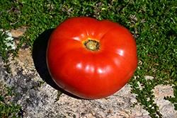 Tomato, Mortgage Lifter