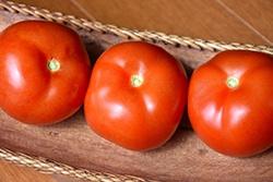 Tomato, Rutgers