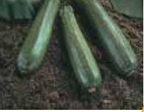 Zuchinni, Spineless Beauty