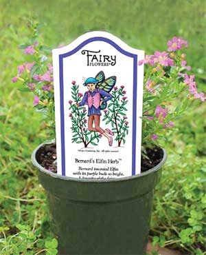 Bernard's Elfin Herb