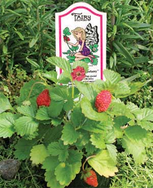 Emmy's Alpine Strawberry