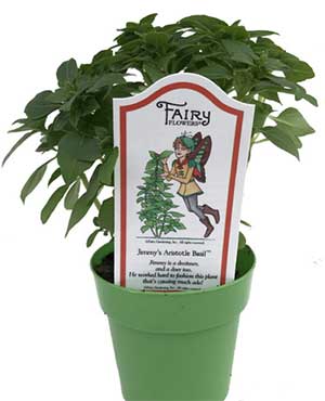 Jimmy's Aristotle Basil