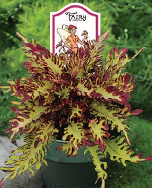 Sadiki's Quetzal Coleus