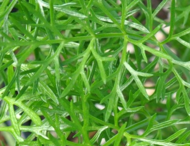 Fennel, Sweet