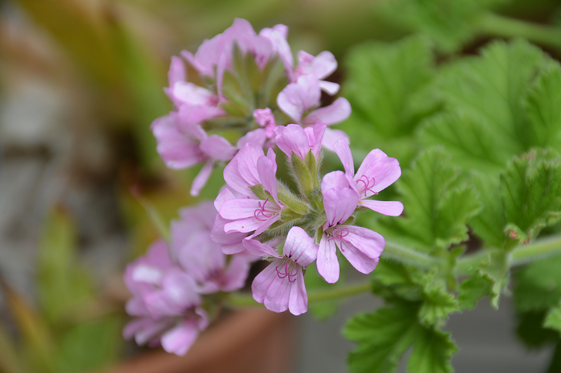 Geranium, Attar of Rose