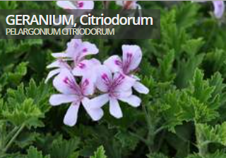 Geranium, Citriodorum