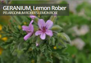 Geranium, Lemon Rober