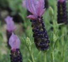 Lavender, Blueberry Ruffles