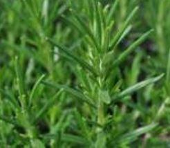 Rosemary, Common