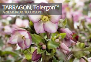 Terragon, Tolergon