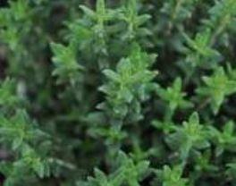 Thyme, English