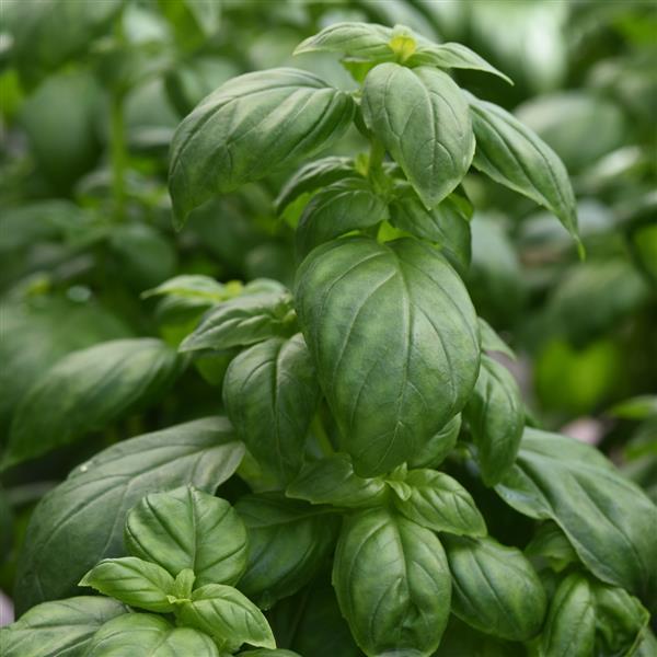 Basil, Emerald Towers