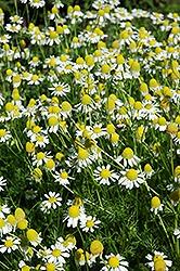 Chamomile, German