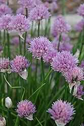 Chives, Allium