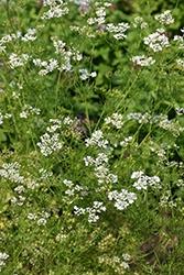 Cilantro, Santo (Slow Bolting)