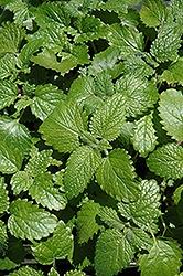 Lemon Balm