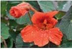 Nasturtium, Empress of India