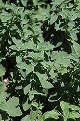 Oregano, Italian