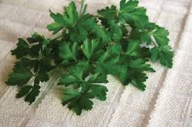 Parsley, Dark Green (Italian)