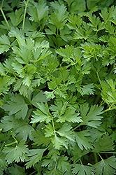 Parsley, Italian