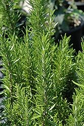 Rosemary, BBQ