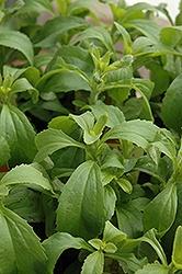 Stevia