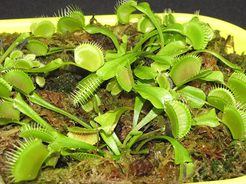 Carnivorous, Venus Fly Trap