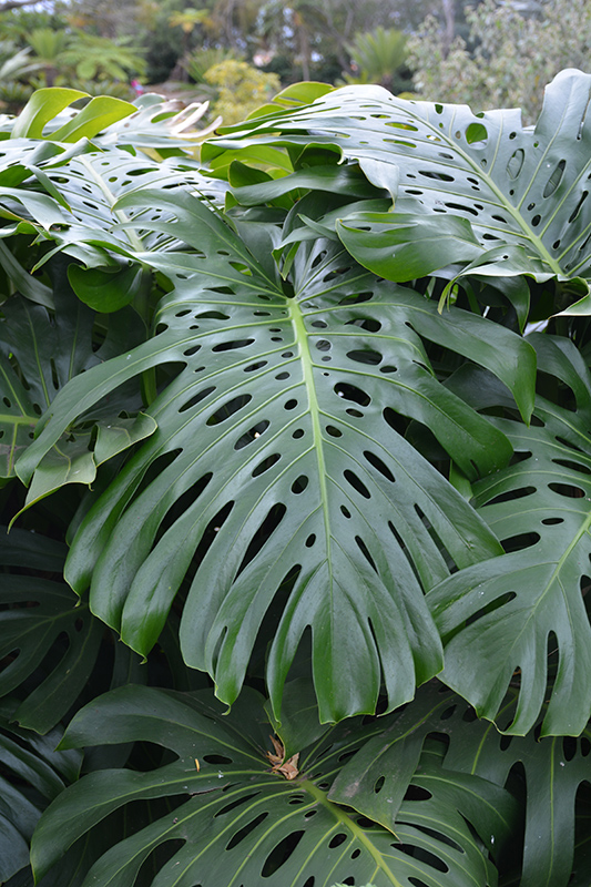 Monstera, Split Leaf