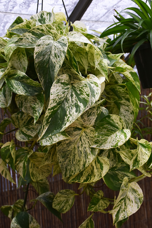 Pothos, Marble Queen