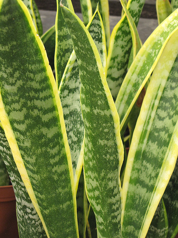 Sansevieria, Laurenti