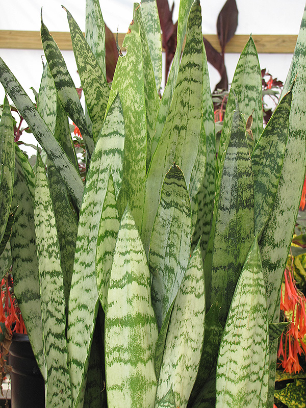 Sansevieria, Zeylanica