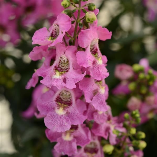 Angelonia, Archangel Pink