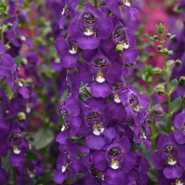 Angelonia, Archangel Purple