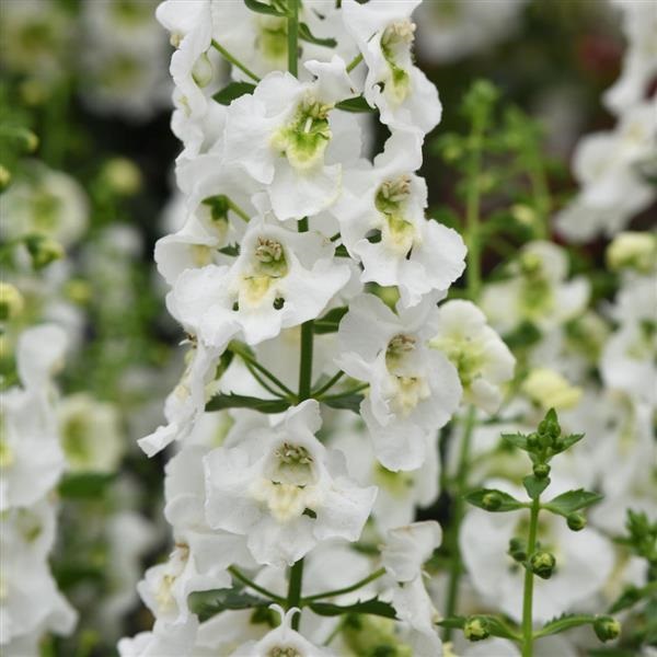 Angelonia, Archangel White