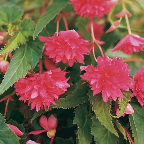 Begonia, Belleconia Rose