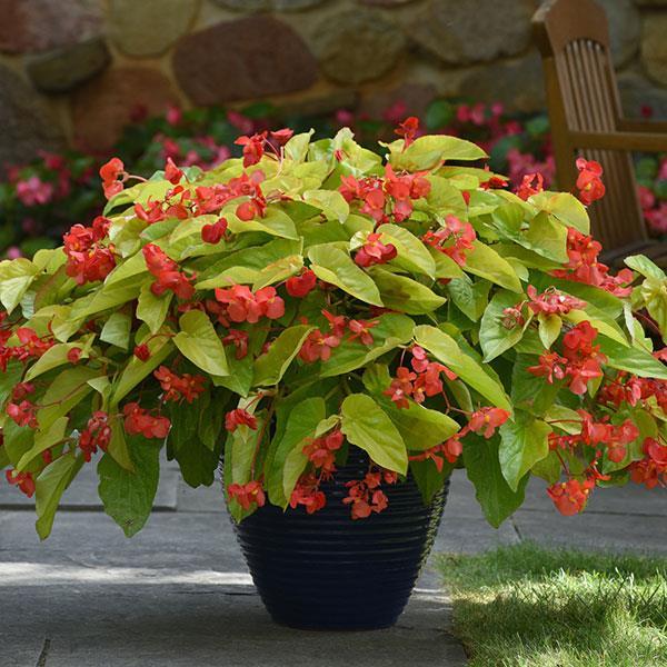 Begonia, Canary Wings