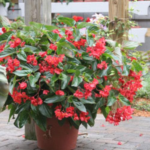 Begonia, Dragon Wings Red