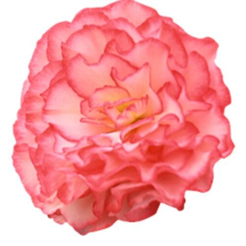 Begonia, Non-stop Joy Rose Picotee