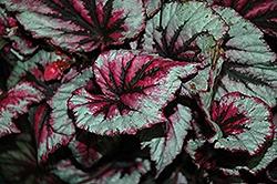 Begonia, Rex Cherry Mint