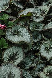 Begonia, Rex Escargot