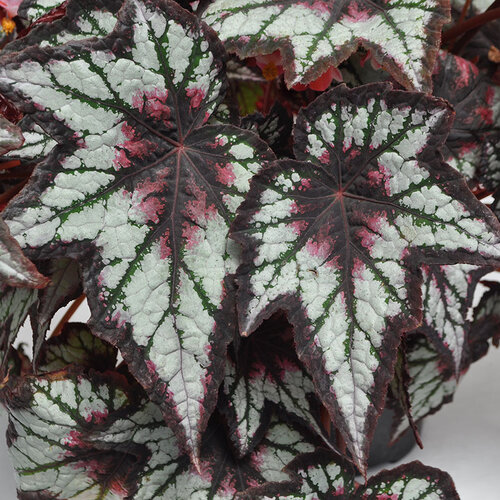 Begonia, Rex Night Owl