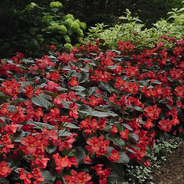 Begonia, Whopper Bronze Leaf Red