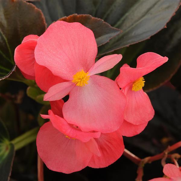 Begonia, Whopper Bronze Leaf Rose