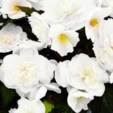 Begonia, Non-Stop Joy Mocca White