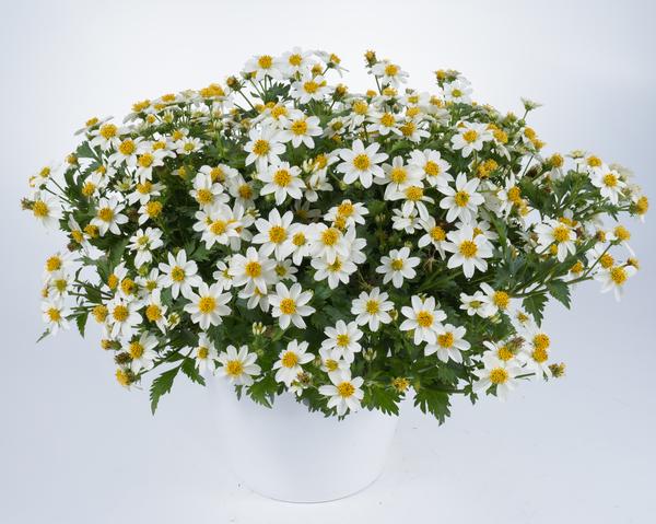 Bidens, White Delight