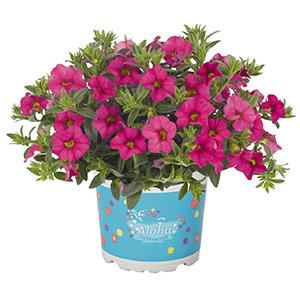 Calibrachoa, Aloha Kona Hot Pink